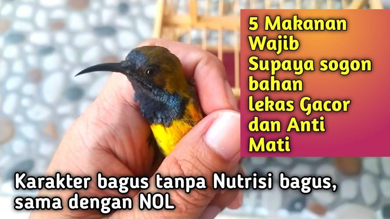Daftar Gacor BRI: Tips Agar Burung Anda Bersuara Nyaring
