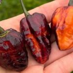 10 Habanero Terbaik untuk Rasa Pedas yang Maksimal