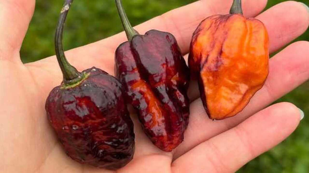 10 Habanero Terbaik untuk Rasa Pedas yang Maksimal